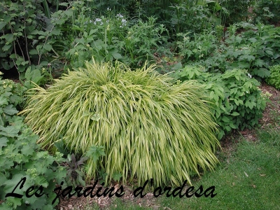 hakonechloa albomarginata macra